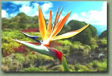 Bird of Paradise - Hana, Maui